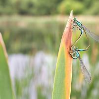 Blue-Tailed Damselflies mating 7 